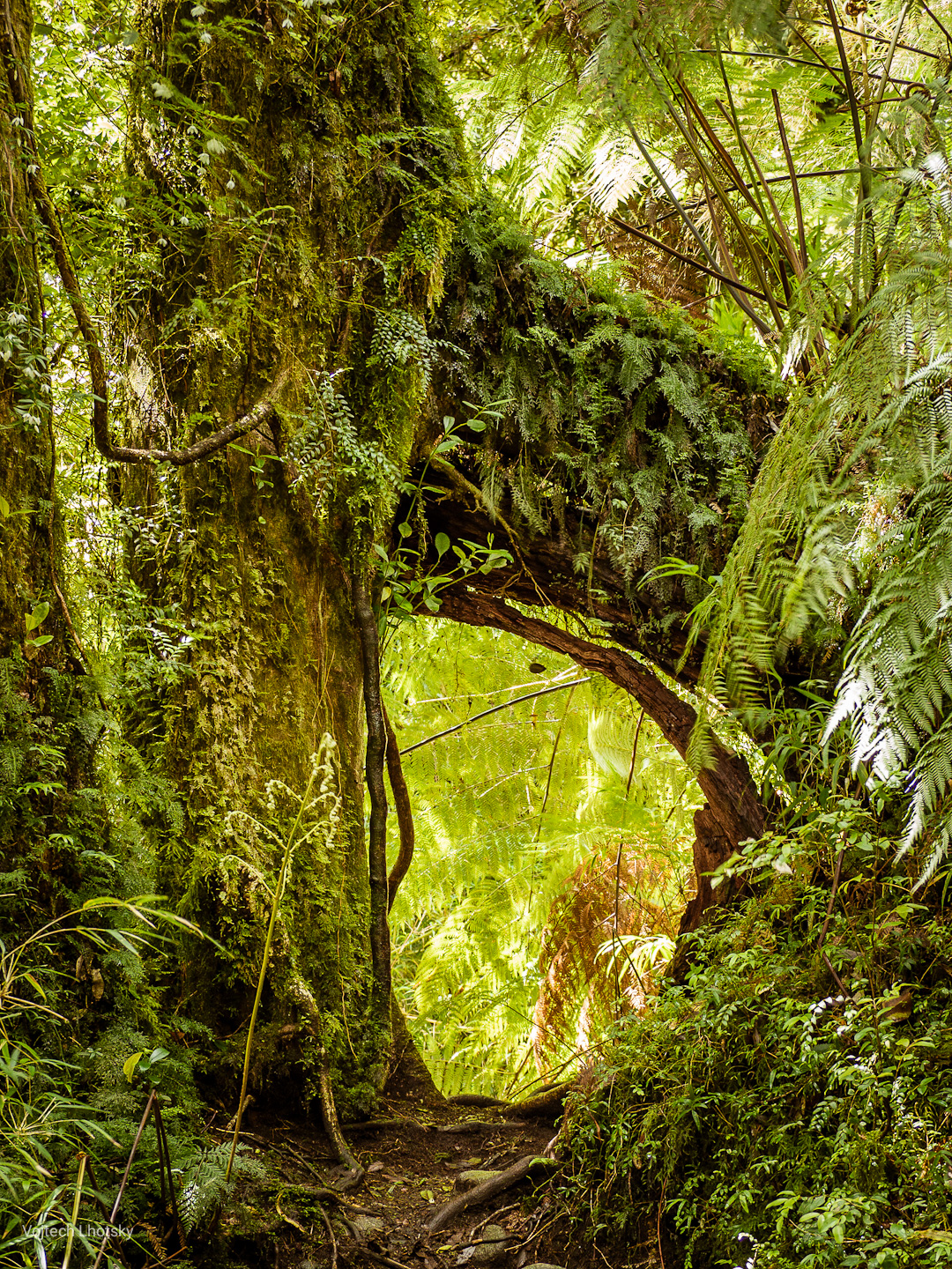 Prales v národním parku Queulat