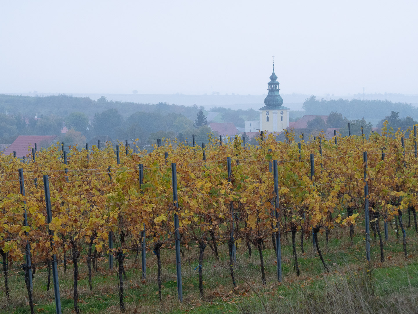 Vinice na východním okraji národního parku