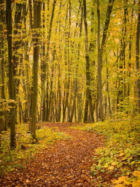 Lesní stezka v NP Thayatal